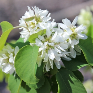 STANDING OVATION™ SERVICEBERRY
