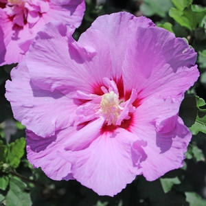 TAHITI™ ALTHEA