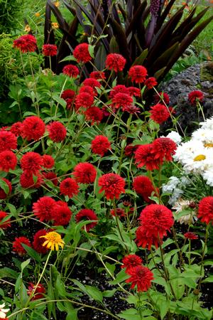 SECRET™ LOVE CONEFLOWER