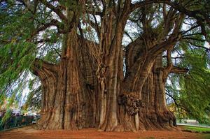 MONTEZUMA BALD CYPRESS