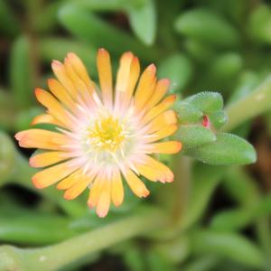 JEWEL OF DESERT TOPAZ ICE PLANT