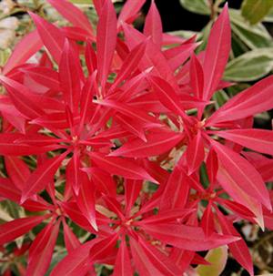 FIRE 'N ICE PIERIS