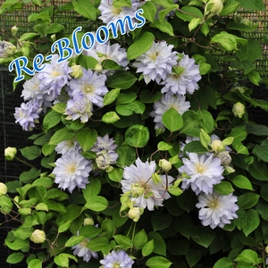 DIAMOND BALL CLEMATIS