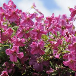 PINK MINK® CLEMATIS