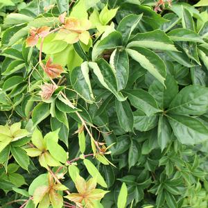YELLOW WALL® VIRGINIA CREEPER