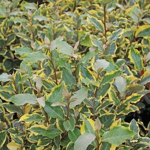 OLIVE MARTINI™ ELAEAGNUS