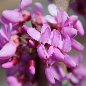 BUBBLEGUM REDBUD