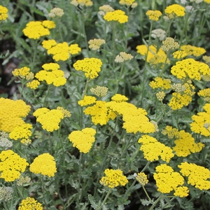 MOONSHINE YARROW