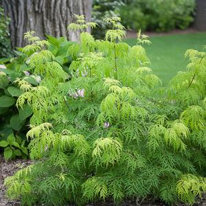 LEMONY LACE® ELDERBERRY