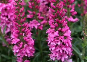 ASPIRE SPEEDWELL
