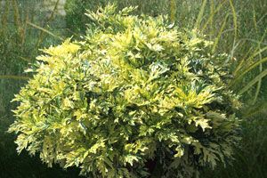 ORIENTAL LIMELIGHT WORMWOOD