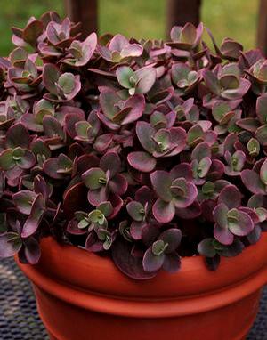 SUNSPARKLER® CHERRY TART SEDUM