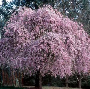 HIGAN WEEPING DOUBLE FLOWERING CHERRY