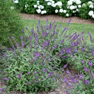 LO & BEHOLD® BLUE CHIP JR. BUTTERFLY BUSH