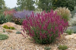 SONORAN SUNSET® HYSSOP