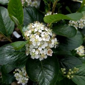 VIKING BLACK CHOKEBERRY