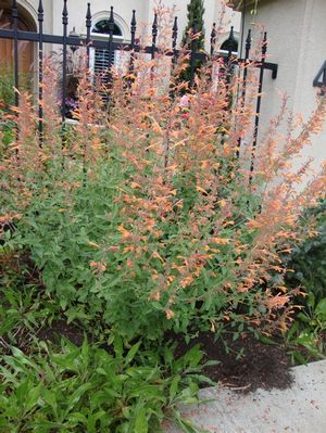 CORONADO® HYSSOP