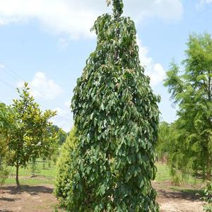 MAGIC FOUNTAIN™ WEEPING PERSIMMON