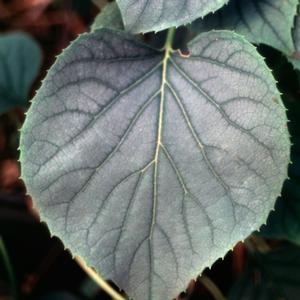MOONLIGHT CLIMBING HYDRANGEA