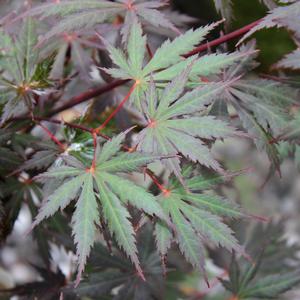 GLORIA UPRIGHT JAPANESE MAPLE