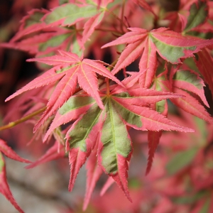 SHOJO NO MAI UPRIGHT JAPANESE MAPLE