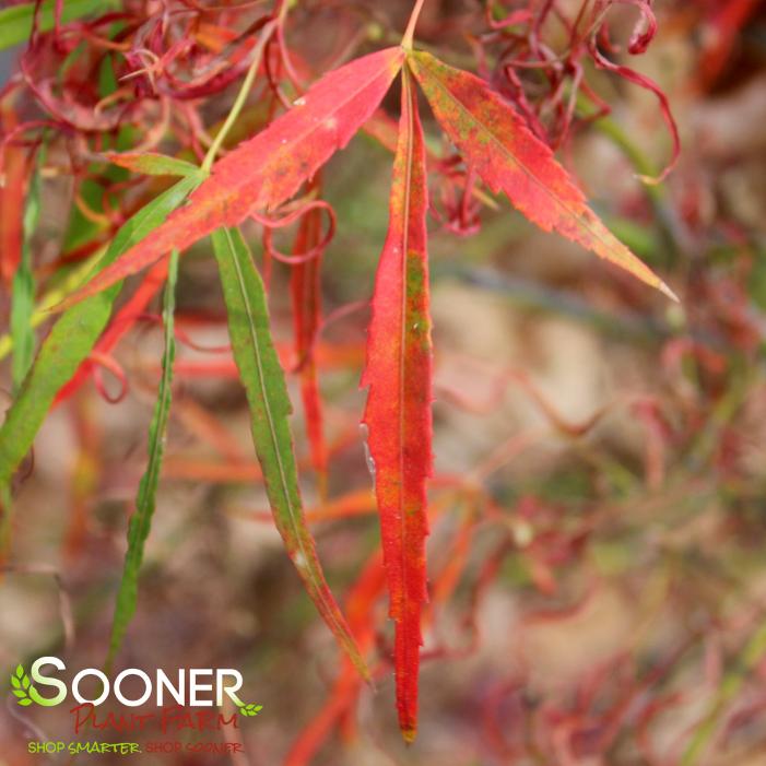 KOTO NO ITO UPRIGHT JAPANESE MAPLE