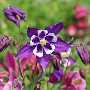 BIEDERMEIER COLUMBINE