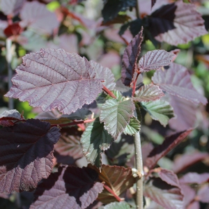 ANNY'S COMPACT RED EUROPEAN FILBERT