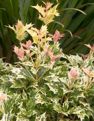 GOSHIKI FALSE HOLLY