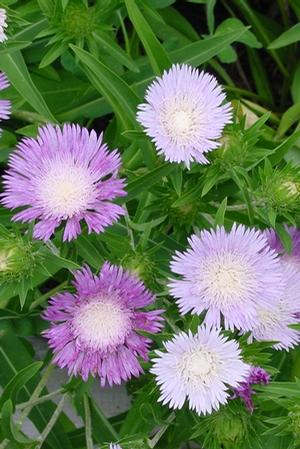 COLORWHEEL STOKES ASTER