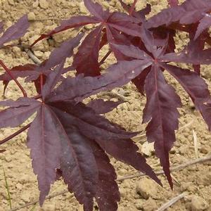 DRAGON TEARS™ WEEPING JAPANESE MAPLE