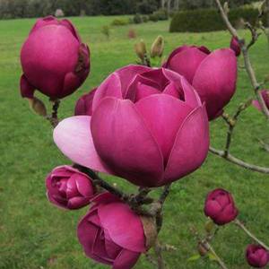 BLACK TULIP® MAGNOLIA
