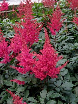 MONTGOMERY ASTILBE