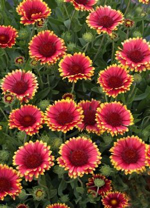SUNSET POPSY BLANKET FLOWER