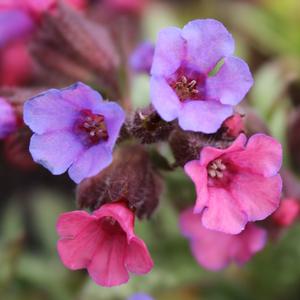 SILVER BOUQUET LUNGWORT