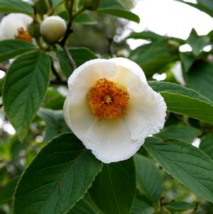 JAPANESE STEWARTIA