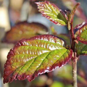 PERSIAN SPIRE™ IRONWOOD