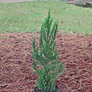 BLACK DRAGON JAPANESE CRYPTOMERIA