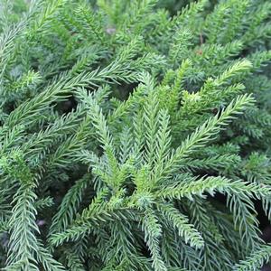GYOKURYU JAPANESE CRYPTOMERIA