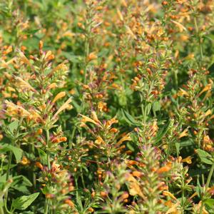 KUDOS™ GOLD HYSSOP