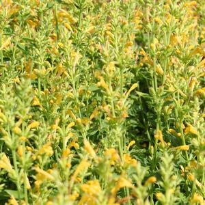 KUDOS™ YELLOW HYSSOP