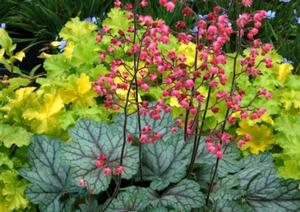 PEPPERMINT SPICE CORAL BELLS