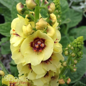 DARK EYES MULLEIN