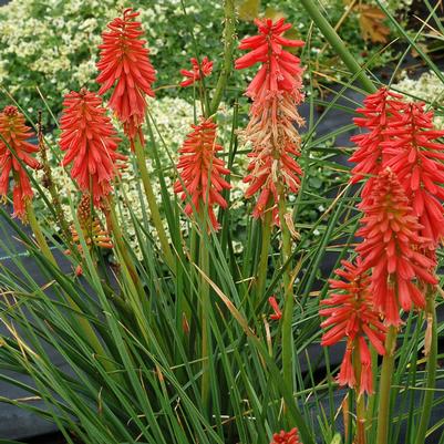 REDHOT POPSICLE™ RED HOT POKER