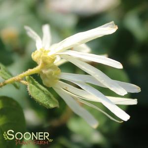 JAZZ HANDS WHITE® LOROPETALUM