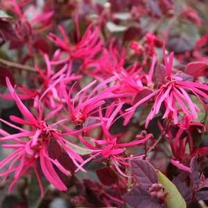 JAZZ HANDS BOLD® LOROPETALUM