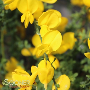 SISTER GOLDEN HAIR® SCOTCH BROOM