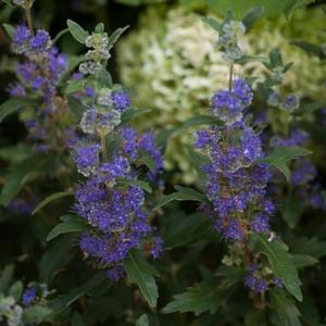 BEYOND MIDNIGHT® BLUEBEARD