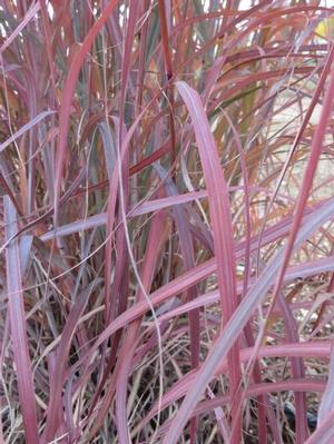 WINDWALKER® BIG BLUESTEM