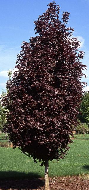 CRIMSON SENTRY NORWAY MAPLE